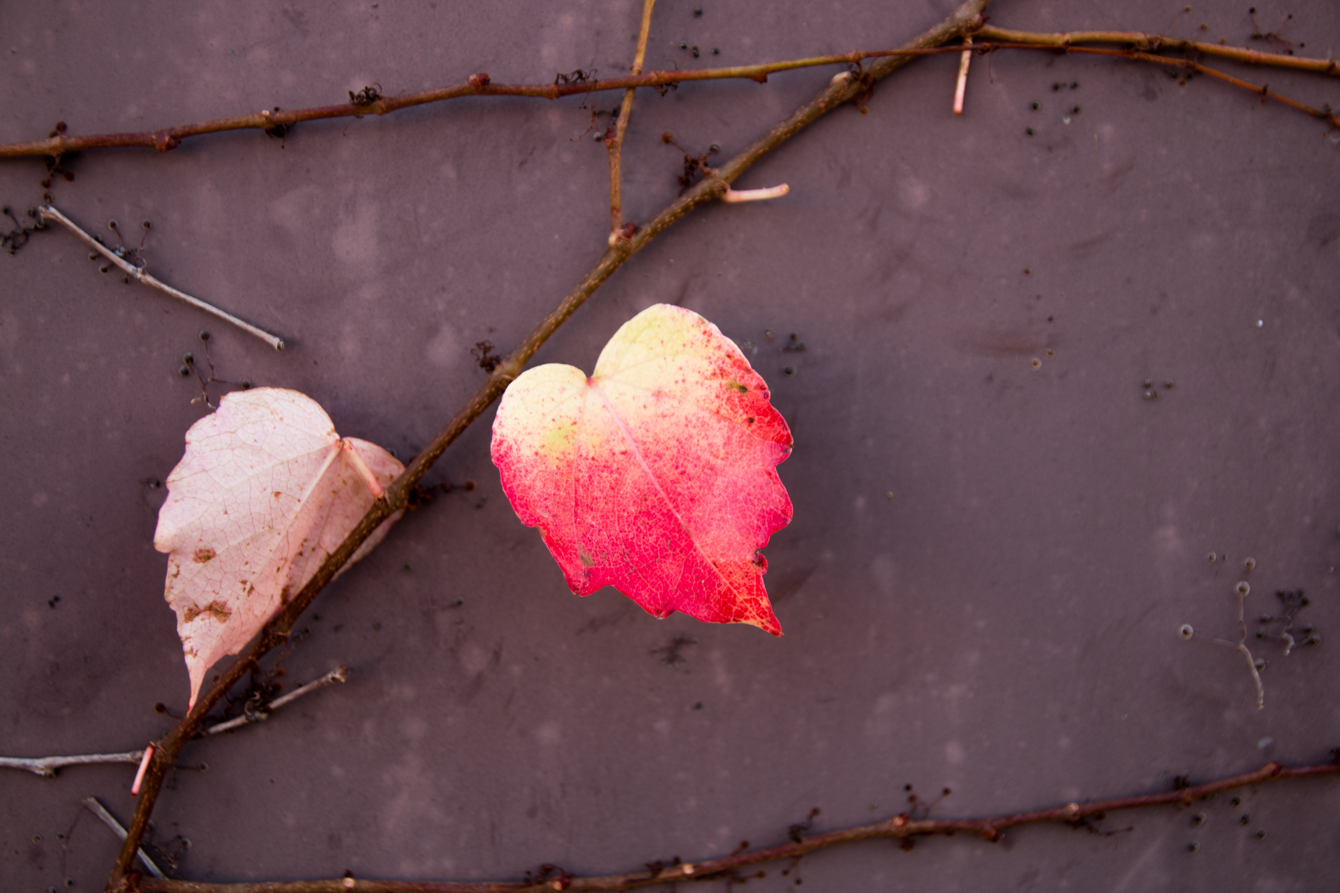 L' Oeil Noir Photographie